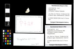 Foto (Objekt + Etikett) von Paragalathea verrucosa (Moericke 1889)  (NHMW-GEO-2014-0194-0728)